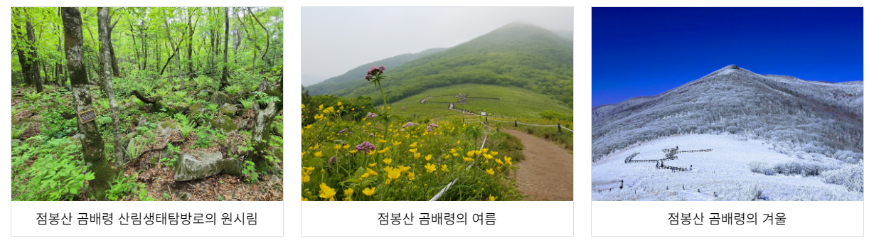 점봉산 곰배령 예약